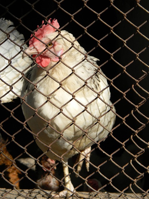 足球的未来 足球的未来