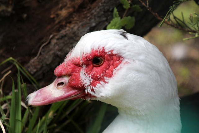 在进攻时迅 在进攻时迅